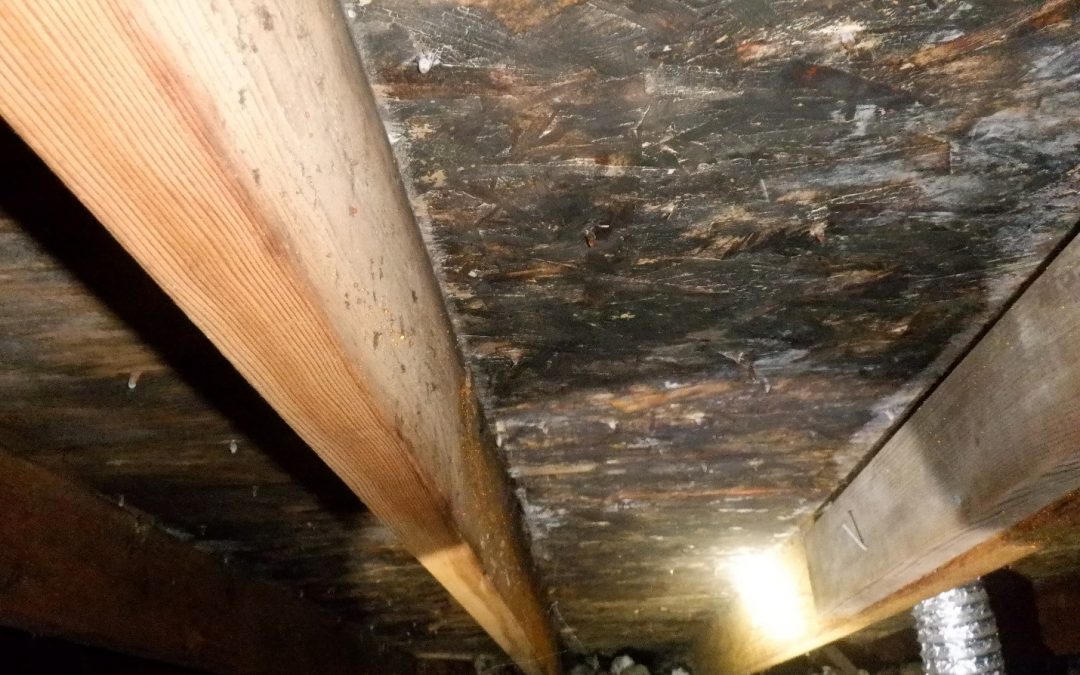 Heavy mold on underside of attic roof sheathing