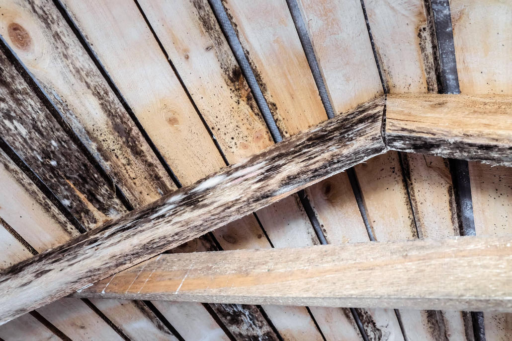 Mold spots on attic wood sheathing and beams