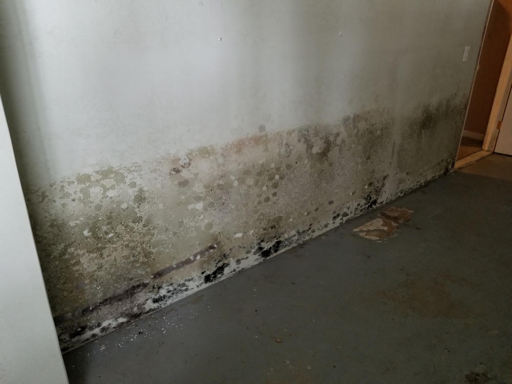 Mold growth along the base of a basement wall
